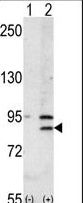 BRD2 / RING3 Antibody - Western blot of BRD2 (arrow) using rabbit polyclonal BRD2 Antibody. 293 cell lysates (2 ug/lane) either nontransfected (Lane 1) or transiently transfected with the BRD2 gene (Lane 2) (Origene Technologies).
