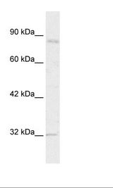 BRD2 / RING3 Antibody - Jurkat Cell Lysate.  This image was taken for the unconjugated form of this product. Other forms have not been tested.