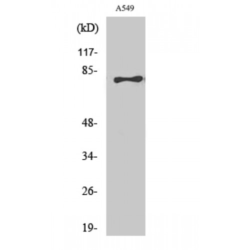 BRD3 Antibody - Western blot of BRD3 antibody