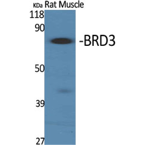 BRD3 Antibody - Western blot of BRD3 antibody