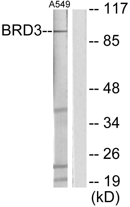 BRD3 Antibody - Western blot analysis of lysates from A549 cells, using BRD3 Antibody. The lane on the right is blocked with the synthesized peptide.