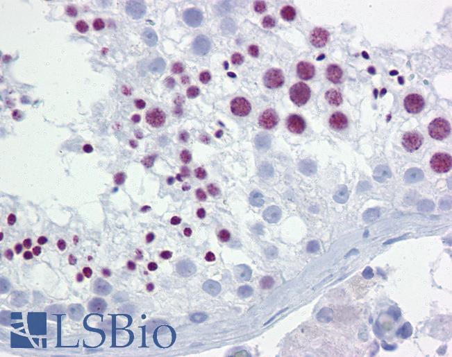BRD3 Antibody - Anti-BRD3 antibody IHC of human testis. Immunohistochemistry of formalin-fixed, paraffin-embedded tissue after heat-induced antigen retrieval. Antibody concentration 10 ug/ml.  This image was taken for the unconjugated form of this product. Other forms have not been tested.