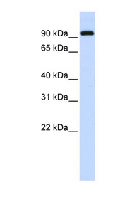 BRD3 Antibody - BRD3 antibody Western blot of Fetal Brain lysate. This image was taken for the unconjugated form of this product. Other forms have not been tested.