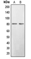 BRD3 Antibody - Western blot analysis of BRD3 expression in Saos2 (A); HepG2 (B) whole cell lysates.
