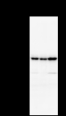 BRD3 Antibody - Detection of BRD3 by Western blot. Samples: Whole cell lysate from human HeLa (H, 50 ug) , mouse NIH3T3 (M, 50 ug) and rat F2408 (R, 50 ug) cells. Predicted molecular weight: 79 kDa