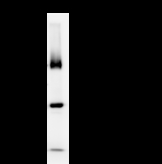 BRD3 Antibody - Immunoprecipitation: RIPA lysate of HeLa cells was incubated with anti-BRD3 mAb. Predicted molecular weight: 79 kDa