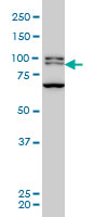 BRD3 Antibody - BRD3 monoclonal antibody (M03), clone 6C10 Western blot of BRD3 expression in HeLa NE.