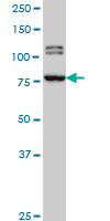 BRD3 Antibody - BRD3 monoclonal antibody (M01), clone 6E7 Western blot of BRD3 expression in HeLa NE.
