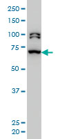 BRD3 Antibody - BRD3 monoclonal antibody (M04), clone 6F3 Western blot of BRD3 expression in HeLa NE.