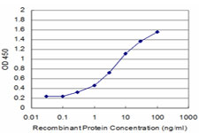 BRD3 Antibody - Detection limit for recombinant GST tagged BRD3 is approximately 0.3 ng/ml as a capture antibody.