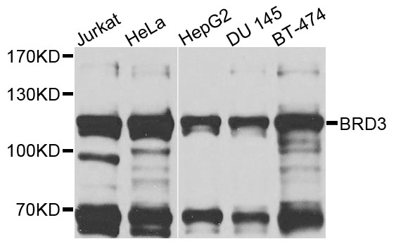 BRD3 Antibody - Western blot analysis of extracts of various cells.