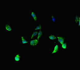 BRD3 Antibody - Immunofluorescent analysis of Hela cells diluted at 1:100 and Alexa Fluor 488-congugated AffiniPure Goat Anti-Rabbit IgG(H+L)