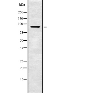 BRD3 Antibody - Western blot analysis of BRD3 using A549 whole cells lysates