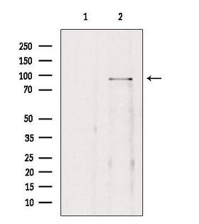 BRD3 Antibody - Western blot analysis of extracts of 293 cells using BRD3 antibody. Lane 1 was treated with the blocking peptide.