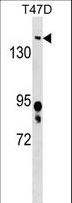 BRD4 Antibody - BRD4 Antibody western blot of T47D cell line lysates (35 ug/lane). The BRD4 antibody detected the BRD4 protein (arrow).