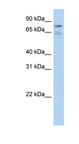 BRD4 Antibody - BRD4 antibody Western blot of fetal thymus lysate. This image was taken for the unconjugated form of this product. Other forms have not been tested.