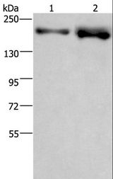 BRD4 Antibody - Western blot analysis of LoVo and NIH/3T3 cell, using BRD4 Polyclonal Antibody at dilution of 1:500.