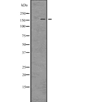 BRD4 Antibody - Western blot analysis of Brd4 using HT29 whole cells lysates