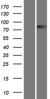 BRD4 Protein - Western validation with an anti-DDK antibody * L: Control HEK293 lysate R: Over-expression lysate