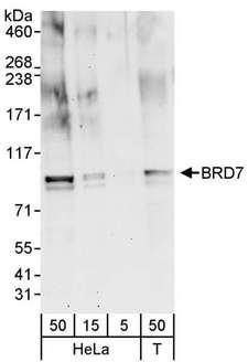 BRD7 Antibody - Detection of Human BRD7 by Western Blot. Samples: Whole cell lysate from HeLa (5, 15 and 50 ug for WB) and 293T (T; 50 ug) cells. Antibodies: Affinity purified rabbit anti-BRD7 antibody used for WB at 0.4 ug/ml Detection: Chemiluminescence with an exposure time of 3 minutes.