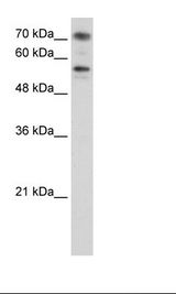 BRD7 Antibody - Jurkat Cell Lysate.  This image was taken for the unconjugated form of this product. Other forms have not been tested.
