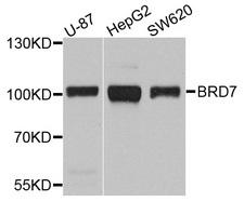 BRD7 Antibody - Western blot analysis of extracts of various cells.