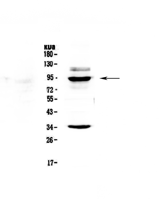 BRD7 Antibody - Western blot - Anti-BRD7 Picoband antibody