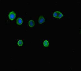 BRD7 Antibody - Immunofluorescent analysis of MCF7 cells diluted at 1:100 and Alexa Fluor 488-congugated AffiniPure Goat Anti-Rabbit IgG(H+L)
