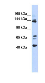 BRD8 Antibody - BRD8 antibody Western blot of 293T cell lysate.  This image was taken for the unconjugated form of this product. Other forms have not been tested.