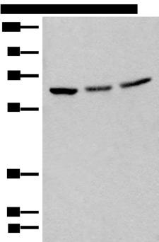 BRD9 Antibody - Western blot analysis of 293T cell lysates  using BRD9 Polyclonal Antibody at dilution of 1:550