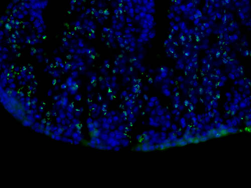 BrdU Antibody - Immunofluorescence Microscopy of Mouse Anti-BrdU antibody. Tissue: OCT-embedded E10.5 mouse embryo. Localization: 40X, section through the developing limb bud. Fixation: 4% PFA. Antigen retrieval: not required. Primary antibody: BrdU antibody at 1:500 in 0.4% PBS+Triton with 1% normal sheep serum overnight at 4 degrees C. Secondary antibody: Alexa Fluor 488 Anti-Mouse secondary antibody at 1:200 for 45 min at RT. Staining: Double labeled (green/blue) cells represent cells that were actively dividing.