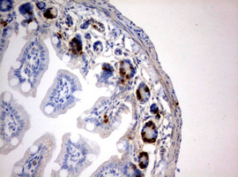 BrdU Antibody - IHC of paraffin-embedded colon tissue from BrdU injected mouse using anti-BrdU mouse monoclonal antibody.
