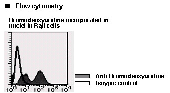 BrdU Antibody -  This image was taken for the unconjugated form of this product. Other forms have not been tested.