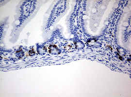 BrdU Antibody - IHC of paraffin-embedded colon tissue from IDU injected mouse using anti-BrdU mouse monoclonal antibody.