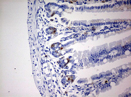 BrdU Antibody - IHC of paraffin-embedded colon tissue from ClDU injected mouse using anti-BrdU mouse monoclonal antibody.