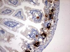 BrdU Antibody - IHC of paraffin-embedded colon tissue from BrdU injected mouse using anti-BrdU mouse monoclonal antibody.