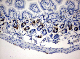 BrdU Antibody - IHC of paraffin-embedded colon tissue from CldU injected mouse using anti-BrdU mouse monoclonal antibody.
