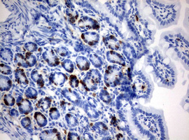 BrdU Antibody - IHC of paraffin-embedded colon tissue from IDU injected mouse using anti-BrdU mouse monoclonal antibody.