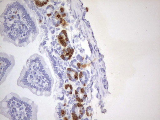 BrdU Antibody - IHC of paraffin-embedded colon tissue from BrdU injected mouse using anti-BrdU rat monoclonal antibody.