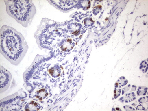 BrdU Antibody - IHC of paraffin-embedded colon tissue from IDU injected mouse using anti-BrdU rat monoclonal antibody.