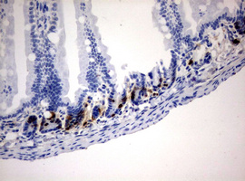 BrdU Antibody - IHC of paraffin-embedded colon tissue from CLDU injected mouse using anti-BrdU mouse monoclonal antibody.