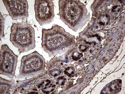 BrdU Antibody - IHC of paraffin-embedded colon tissue from IDU injected mouse using anti-BrdU rat monoclonal antibody.
