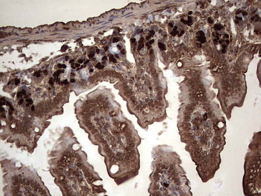 BrdU Antibody - IHC of paraffin-embedded colon tissue from ClDU injected mouse using anti-BrdU rat monoclonal antibody.