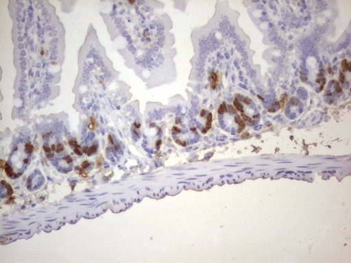 BrdU Antibody - IHC of paraffin-embedded colon tissue from ClDU injected mouse using anti-BrdU rat monoclonal antibody.