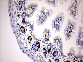 BrdU Antibody - IHC of paraffin-embedded Mouse BRDU colon tissue using anti-BRDU mouse monoclonal antibody.
