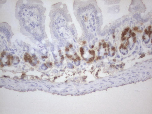 BrdU Antibody - IHC of paraffin-embedded colon tissue from BrdU injected mouse using anti-BrdU rat monoclonal antibody.