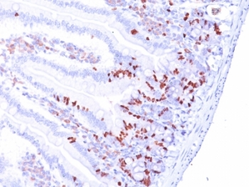 BrdU Antibody - Formalin-fixed, paraffin-embedded mouse small intestine stained with BrdU antibody (85-2C8). This image was taken for the unmodified form of this product. Other forms have not been tested.