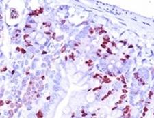 BrdU Antibody - Formalin-fixed, paraffin-embedded mouse small intestine stained with BrdU antibody (BRD.3). This image was taken for the unmodified form of this product. Other forms have not been tested.
