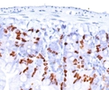 BrdU Antibody - Formalin-fixed, paraffin-embedded mouse small intestine stained with BrdU antibody (BRD469 + BRD494 + BRD.3). This image was taken for the unmodified form of this product. Other forms have not been tested.