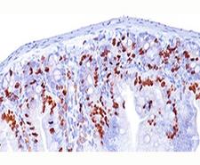 BrdU Antibody - BrdU antibody BRD494 immunohistochemistry intestine 10X This image was taken for the unmodified form of this product. Other forms have not been tested.